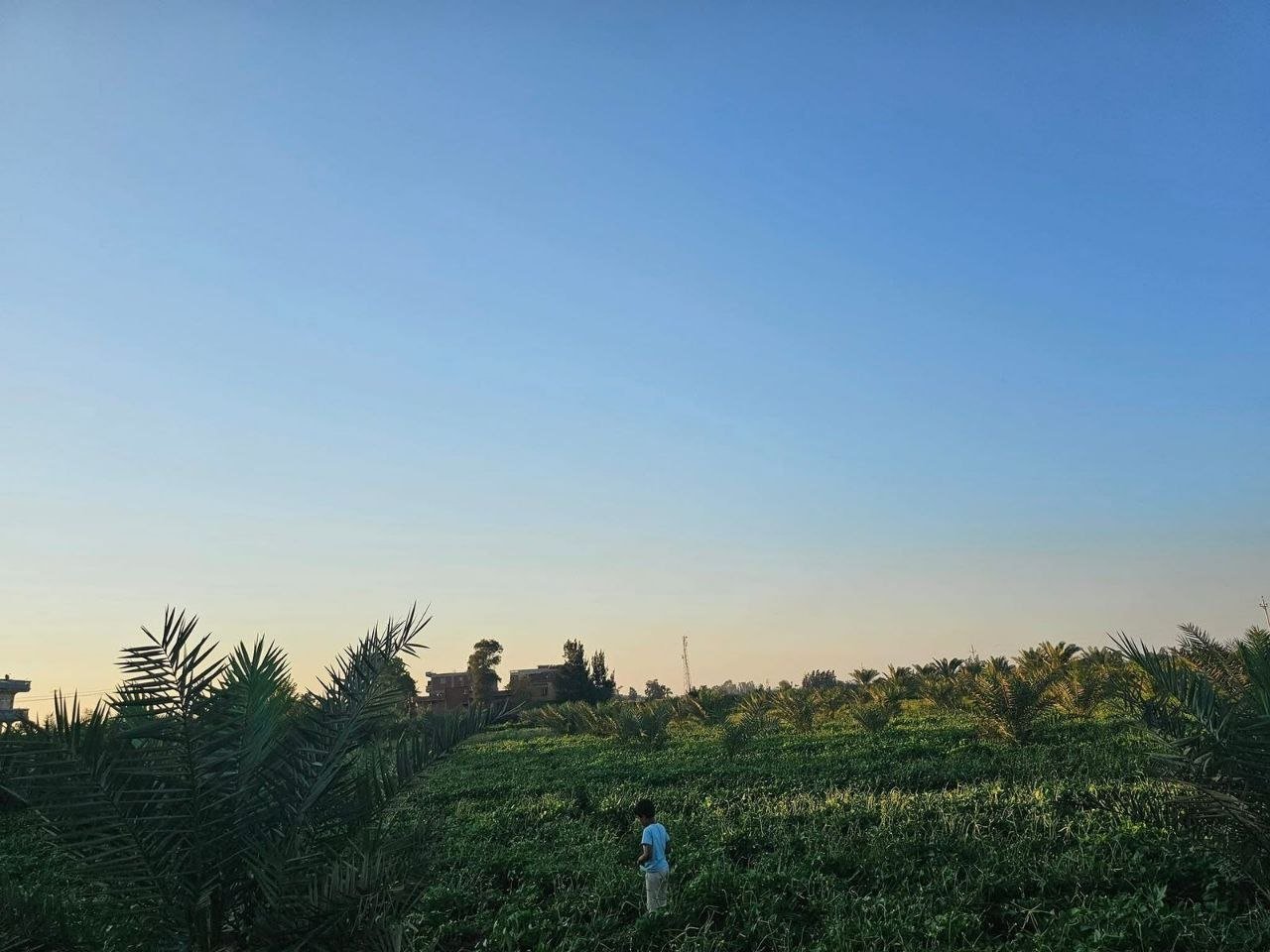 رعاية نخيل في مزرعة الحاج عبدالعزيز الحنفي